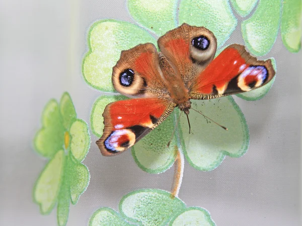 在窗帘上的大蝴蝶 — 图库照片