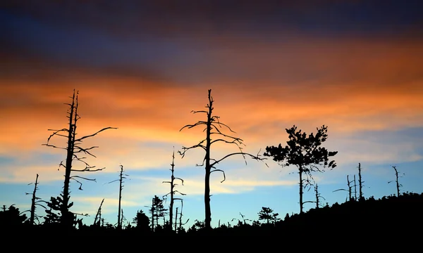 Trä siluett på Himmelska bakgrund — Stockfoto