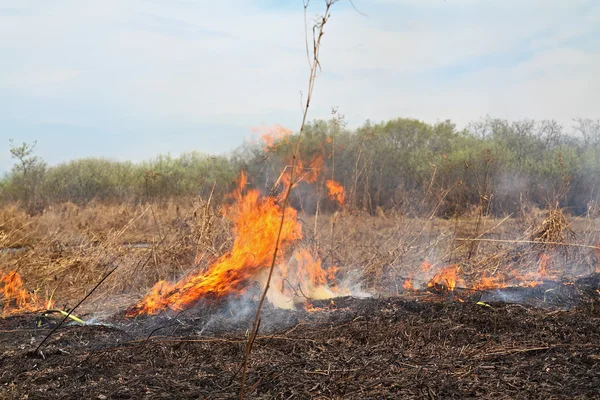 乾燥ハーブの赤い火 — ストック写真