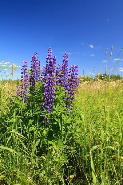 Blauwe lupine op zomer veld — Stockfoto