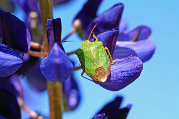 Green bedbug on blue lupine — Stock Photo, Image