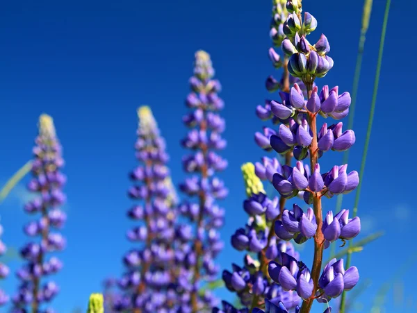 Blue lupines on summer field — Stock Photo, Image