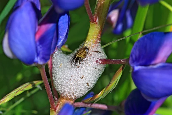 Maggot in white spume on lupine stalk — Stock Photo, Image