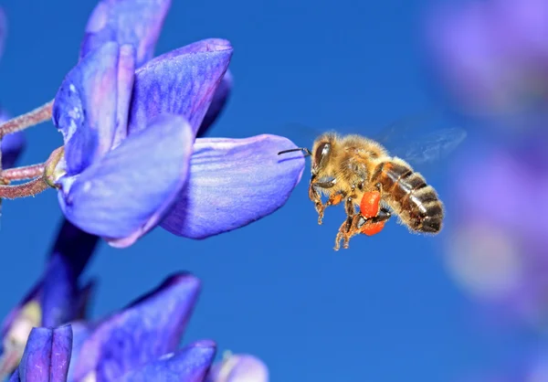 Пчела с пыльцой на голубом люпине — стоковое фото