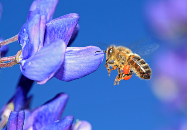Bee with pollen on blue lupine