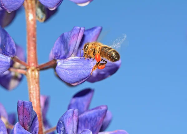 Пчела с пыльцой в свою очередь голубой люпин — стоковое фото
