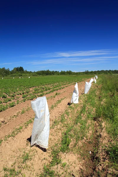 Potato field — Stock Photo, Image