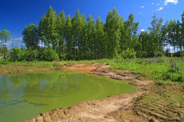 Zelené jezero v letní dřevo — Stock fotografie