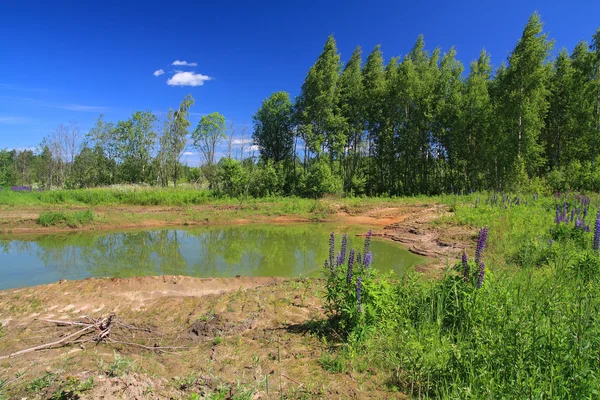 Gröna sjön i sommar trä — Stockfoto