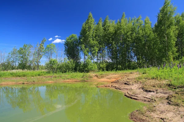 Gröna sjön i sommar trä — Stockfoto