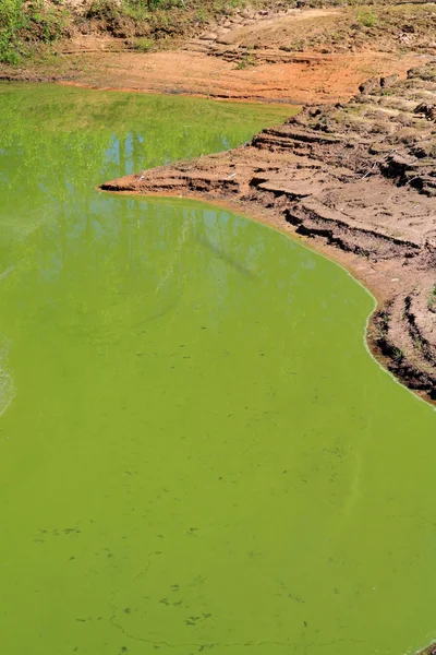 夏の木の緑湖 — ストック写真