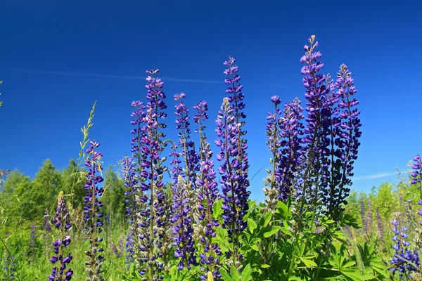 Blue lupines on summer field — Stock Photo, Image