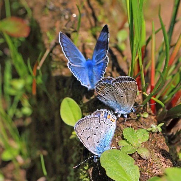 Mariposas azules sobre hierba de campo — Foto de Stock