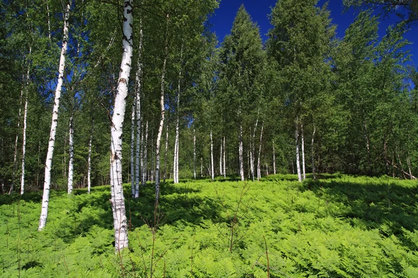 白樺の木材 — ストック写真