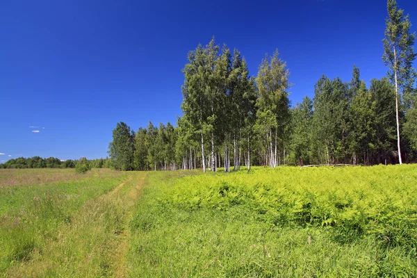 Berk copse op groene veld in de buurt van landelijke weg — Stockfoto