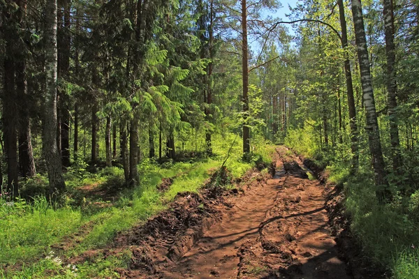 Estrada rural suja em madeira verde — Fotografia de Stock