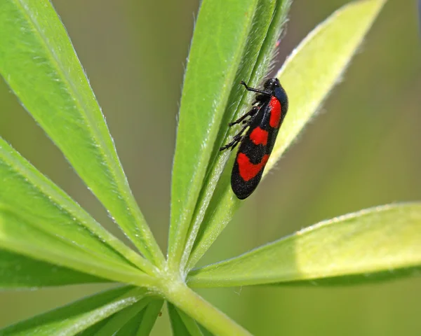 Red bug on green sheet — Stock Photo, Image