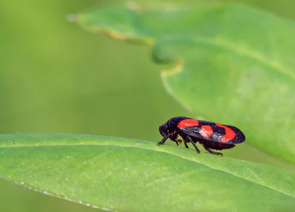Bug vermelho na folha verde — Fotografia de Stock