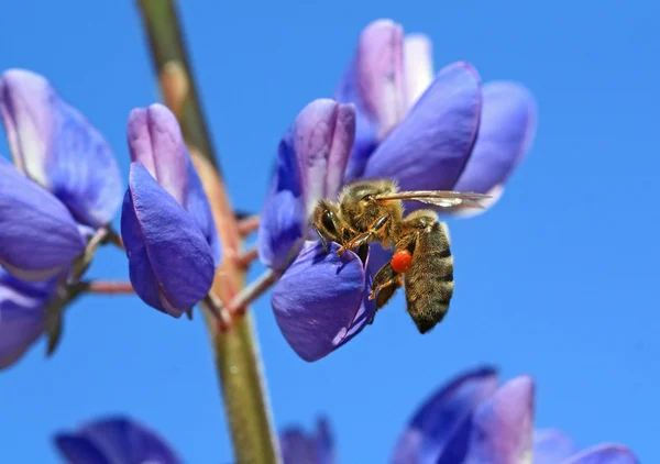 Пчела на голубом люпине — стоковое фото