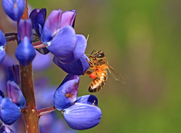 Пчела на голубом люпине — стоковое фото
