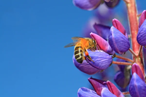 青いルピン蜂 — ストック写真