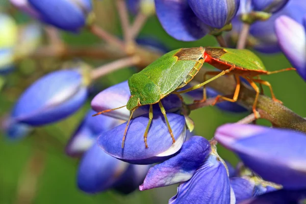 Two green bedbugs on turn blue lupine — Stock Photo, Image