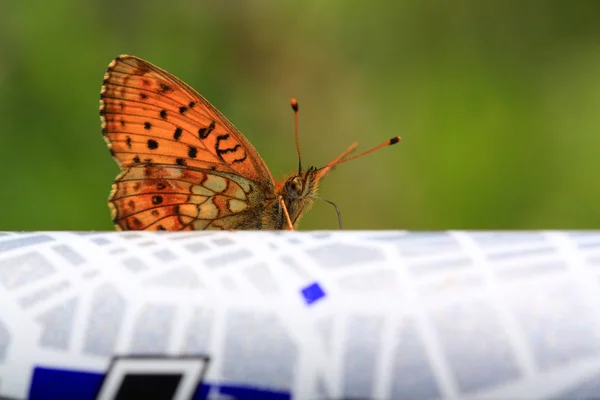 Czerwony motyl na powierzchni streszczenie — Zdjęcie stockowe