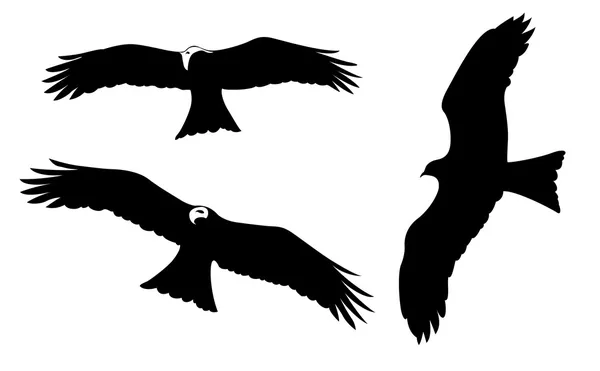 Aves ravenosas sobre fundo branco, ilustração vetorial — Vetor de Stock
