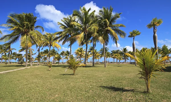 Palms kókuszos az Atlanti-óceán partján — Stock Fotó