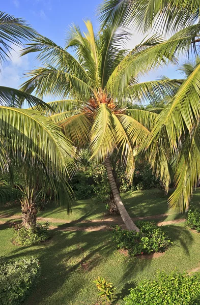 Kokosová palma. — Stock fotografie