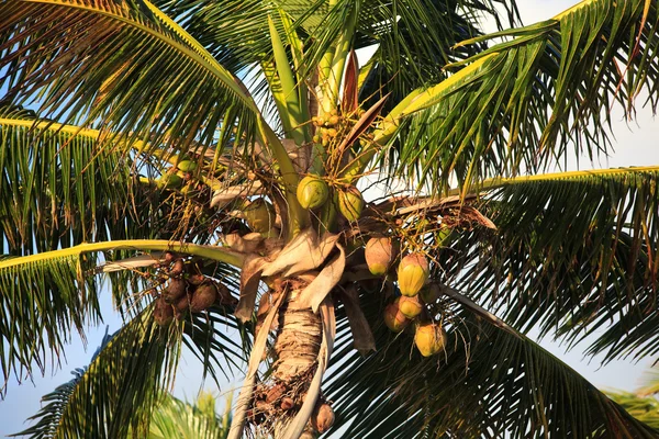 Kokosnöt träd. — Stockfoto