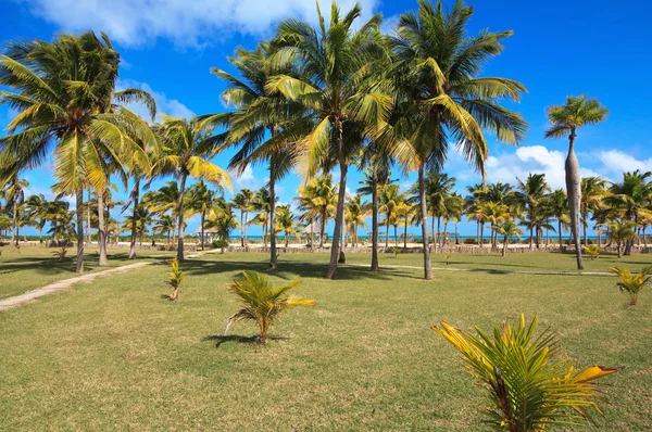 Kokosové palmy na pobřeží Atlantského oceánu — Stock fotografie
