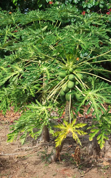 Carica papaya — Stok fotoğraf