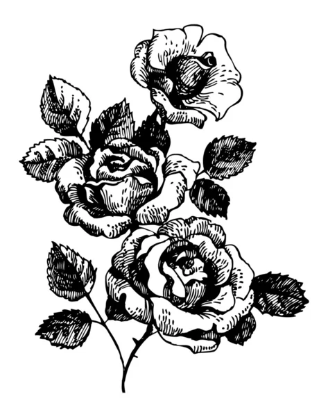 Rosas. Ilustración dibujada a mano — Vector de stock