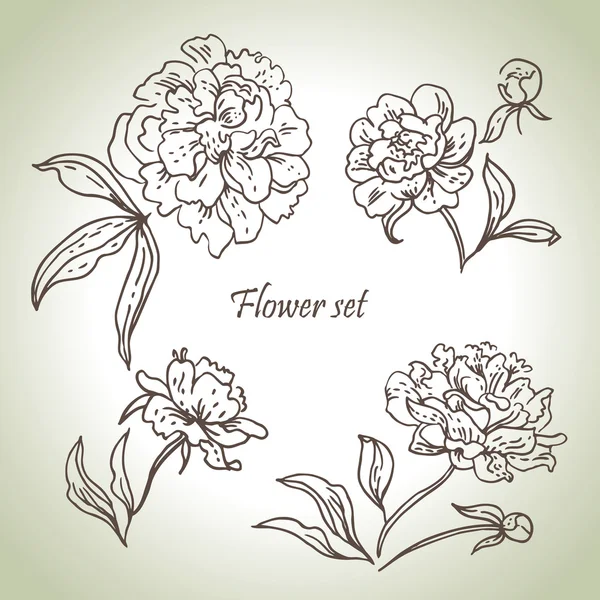 Conjunto floral. Ilustraciones dibujadas a mano de peonías — Vector de stock