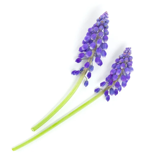 Liggande blå hyacint blommor — Stockfoto