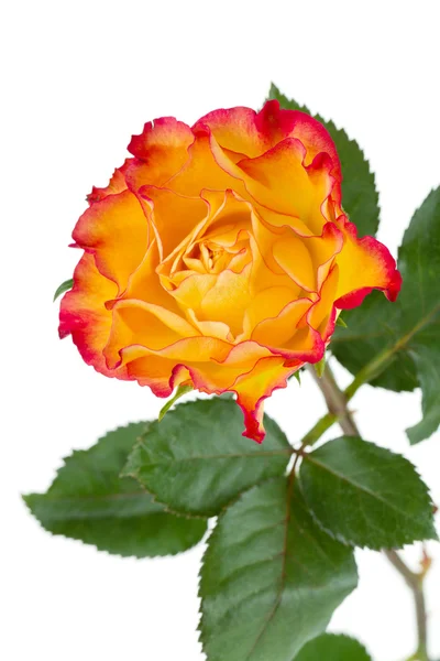Rosa naranja flor —  Fotos de Stock