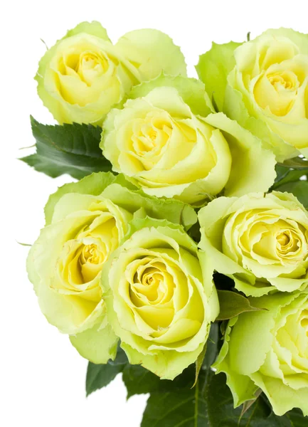 Green roses bouquet — Stock Photo, Image