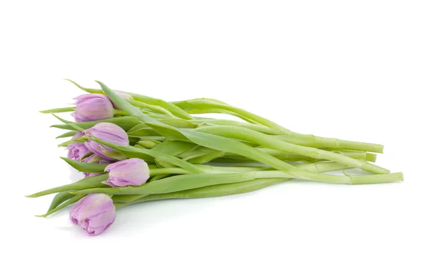 Liegen roze tulpen boeket — Stockfoto