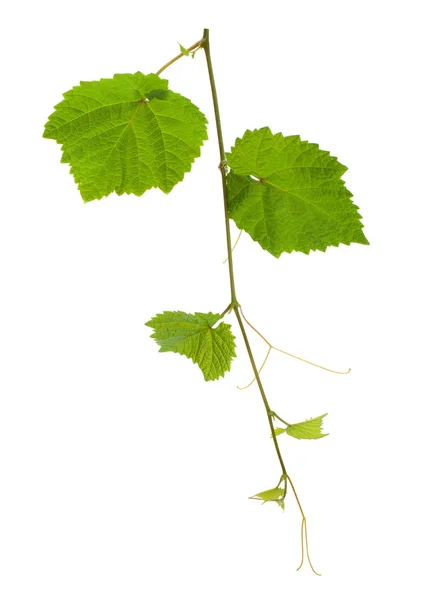 Viña de uva — Foto de Stock