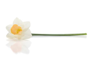 Lying white daffodil clipart