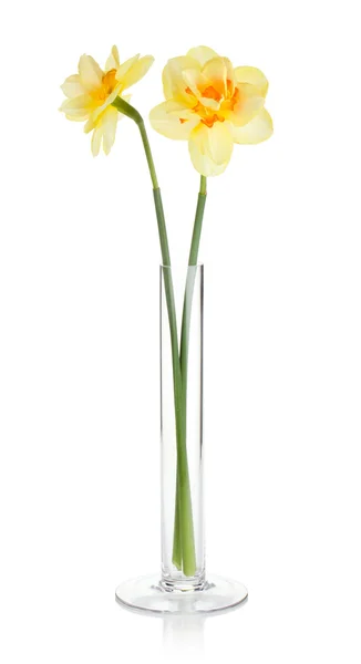 Žluté narcisy v váza — Stock fotografie