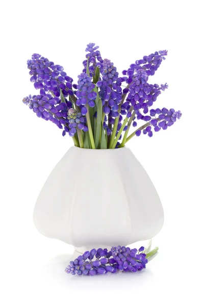 stock image Blue hyacinth flowers in a vase