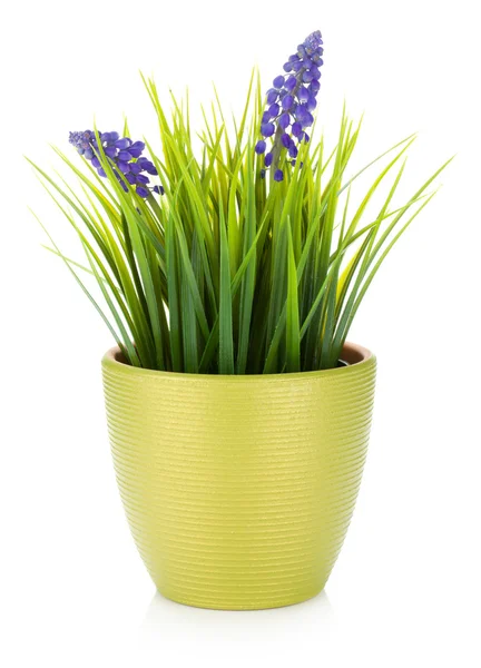 植木鉢の装飾花 — ストック写真
