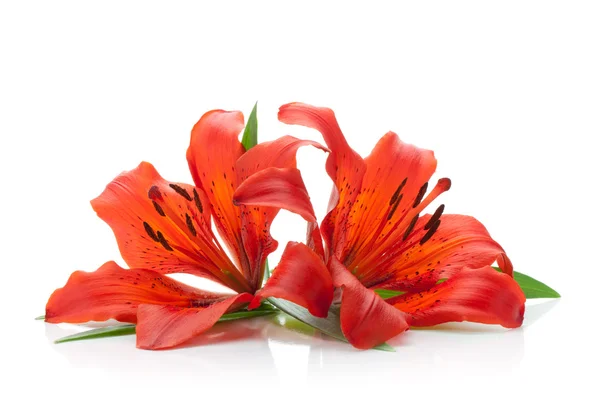 Dwa czerwone lilia — Zdjęcie stockowe