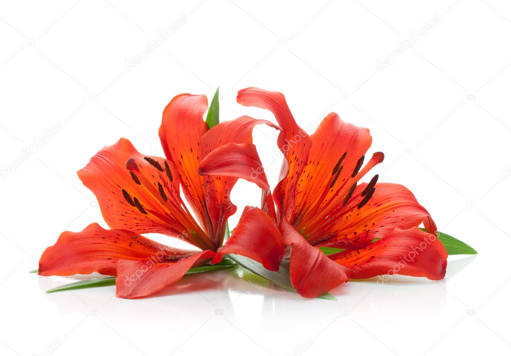 Two red lily