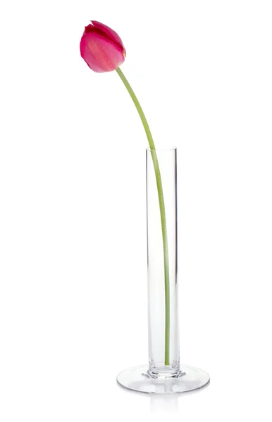 Červený Tulipán v skleněná váza — Stock fotografie