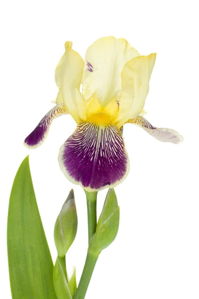 Blume Nahaufnahme — Stockfoto