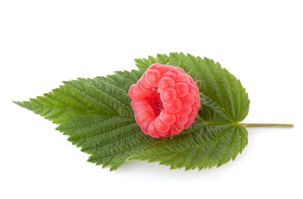 Raspberry on green leaf — Stock Photo, Image