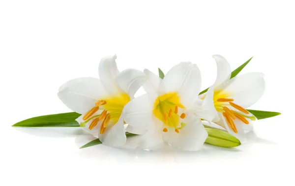 Tři bílé lilie — Stock fotografie